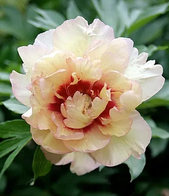 Каталог - Пионы Peonyshop