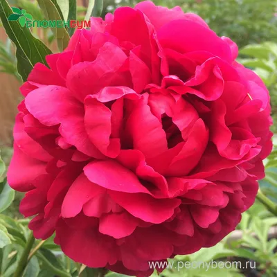 ᐅ Пион \"Кэрол\" (Paeonia \"Carol\") купить по цене производителя ✓доставкой  почтой в магазине ❀Пролисок❀ Украина - Интернет-магазин «Пролисок» -  садовые растения почтой