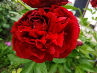 Пион Кэрол (Paeonia Carol)