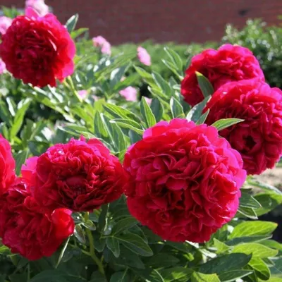 Paeonia Carol Пион Кэрол