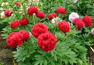 Пион Кэрол (Paeonia Carol)