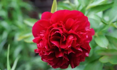 Пион Кэрол (Paeonia Carol) — купить в Красноярске. Садовые цветы на  интернет-аукционе Au.ru