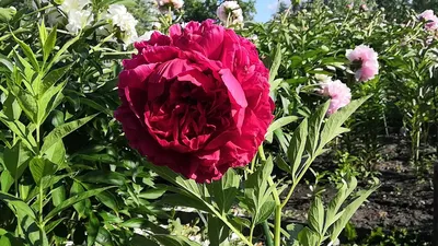 Пион Кэрол (Paeonia Carol)