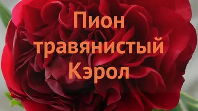 Пион травянистый Кэрол саженцы купить в Москве по цене от 500 руб.