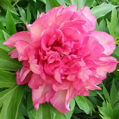 Пион Хиллари (Paeonia Hillary)