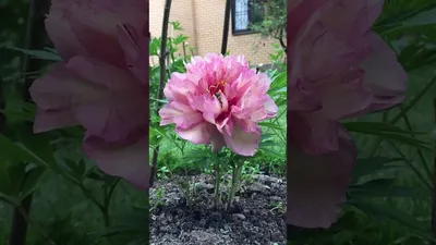 Пион Хиллари – Paeonia Hillary