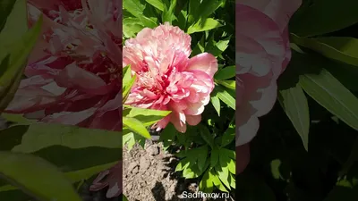 Пион Хиллари – Paeonia Hillary