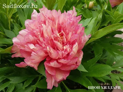 Ито-гибрид Хиллари (Paeonia Itoh Hybrid Hillary) - YouTube