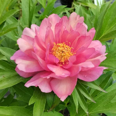 Пион Хиллари – Paeonia Hillary