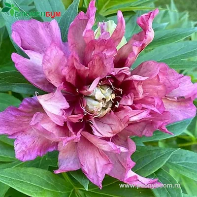 Пион Хиллари – Paeonia Hillary