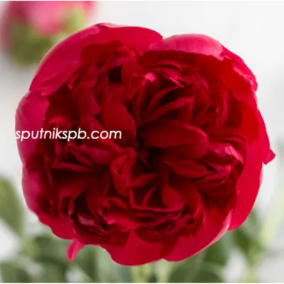 Luchshiy pion Комманд Перфоманс - пионы - My Peony Society