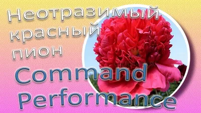 Пион Команд Перфоманс (Command Performance): описание сорта, фото, посадка  и уход, отзывы