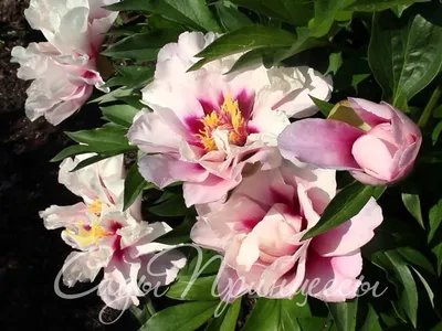 Пион Кора Луиза - изюминка цветущего сада