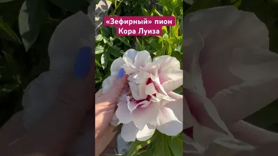 Купить саженцы Пионы ИТО Кора Луиза с доставкой в Москве и Подмосковье