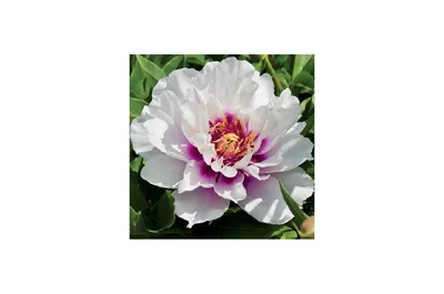 ᐅ Пион Ито \"Кора Луиза\" (Paeonia Itoh \"Cora Louise\") купить по цене  производителя ✓доставкой почтой в магазине ❀Пролисок❀ Украина -  Интернет-магазин «Пролисок» - садовые растения почтой