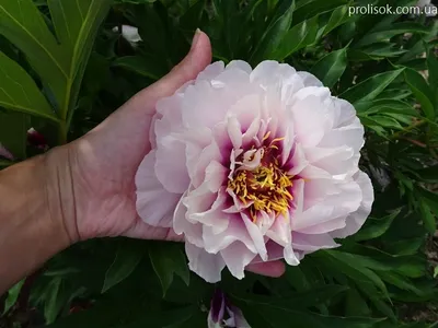 Пион ито Кора Луиза. Краткий обзор, описание характеристик paeonia itoh  Cora Louise - YouTube