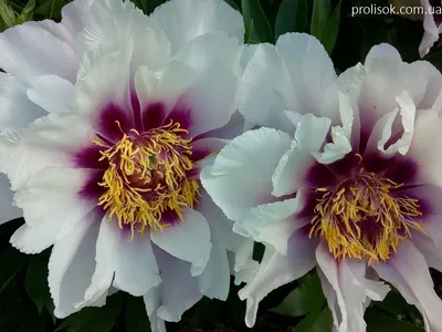 ᐅ Пион Ито \"Кора Луиза\" (Paeonia Itoh \"Cora Louise\") купить по цене  производителя ✓доставкой почтой в магазине ❀Пролисок❀ Украина -  Интернет-магазин «Пролисок» - садовые растения почтой