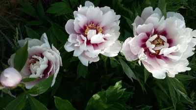 ᐅ Пион Ито \"Кора Луиза\" (Paeonia Itoh \"Cora Louise\") купить по цене  производителя ✓доставкой почтой в магазине ❀Пролисок❀ Украина -  Интернет-магазин «Пролисок» - садовые растения почтой