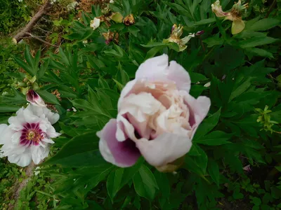 Пион ITOH Cora Louise (Кора Луиза)🌱 - купить корневища и саженцы в горшках  в Украине | FLORIUM.UA✓