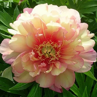 Пион Кора Луис (Paeonia Cora Louise)