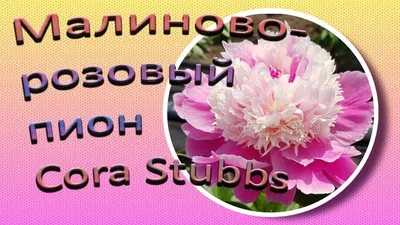 Пион Cora Stubbs (Кора Стаббс) купить 1095 руб. саженцы в Туле  интернет-магазин «Садовод России»