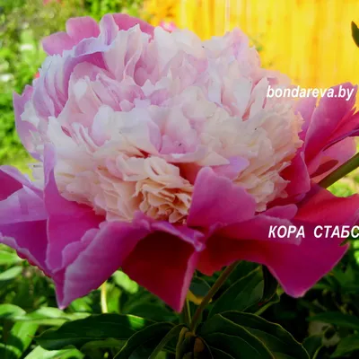 Малиново-розовый пион CORA STUBBS / Сад Ворошиловой - YouTube
