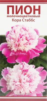 Пион травянистый Кора Стаббс (paeonia kora-stabbs) 🌿 обзор: как сажать,  луковицы пиона Кора Стаббс - YouTube