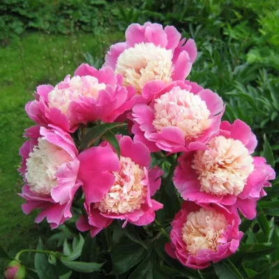 Пион молочноцветковый Кора Стаббс Paeonia lactiflora Cora Stubbs имеет  прямые стебли. Листья плоские, чуть сборчатые, блестящие, светло-зелёные.  Форма цветка - японской формы, анемоновидной. Двухцветный. - Экзотик Флора