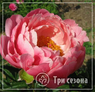 Купить Пион Корал Сансет в Минске. Луковицы цветов, корневище, клубни  растений почтой.