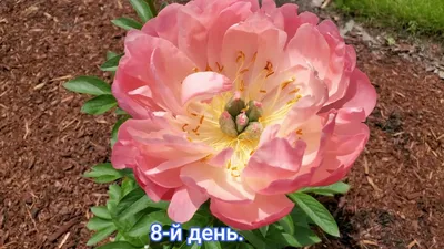 Пион молочноцветковый \"Корал Сансет\" купить саженцы в Нижнем Новгороде.