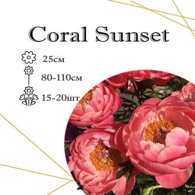 Питомник растений Агрофирма Виктория - Пион Coral Sunset (Корал Сансет)