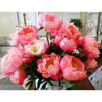 Пион \"Корал Шарм\" - цена, купить цветы упаковками с доставкой в Москве -  магазин ПРОСТОЦВЕТЫ