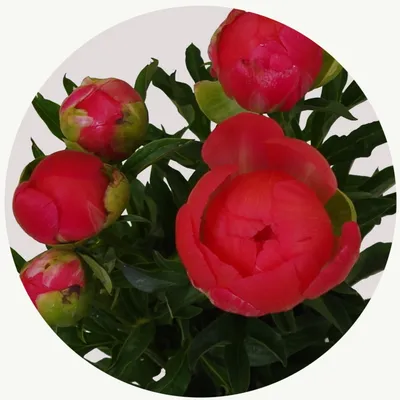 Пион \"Корал Шарм\" заказать с доставкой в Новороссийске в интернет магазине  цветов Роз Новоросс
