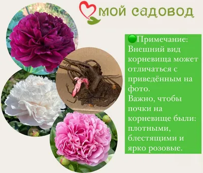 Купить корневища пионов Ито гибридов в Минске в интернет магазине Долина  Растений
