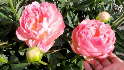 roze.flowers - Красавец пион Корал Шарм с чудесным... | Facebook