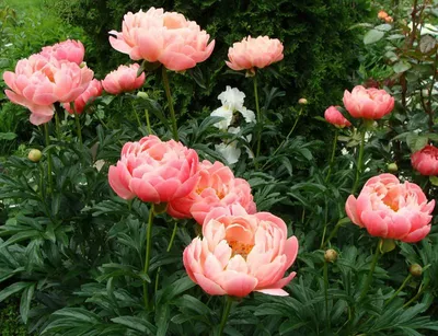 Пион Корал Суприм (Paeonia Coral Supreme). Средне-ранний. Цветок  полумахровый, лососёво-розовый, сформирован в виде широкой мелкой чаши.  Центр светложёлтый. Куст высотой 90 см. - Экзотик Флора