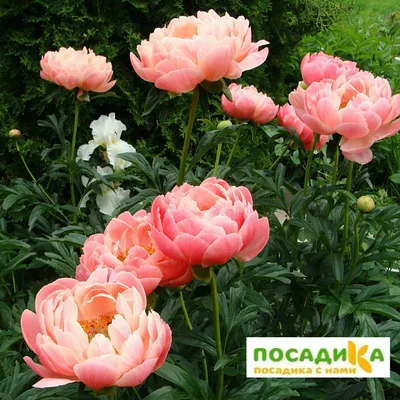 Пион Корел Суприм – Paeonia Coral Supreme