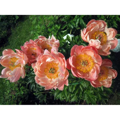 Пион Корел Суприм – Paeonia Coral Supreme