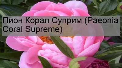 Пион травянистый Корал Сансет: купить в Москве - цена 485₽ за 1 шт. -  Доставка Почтой