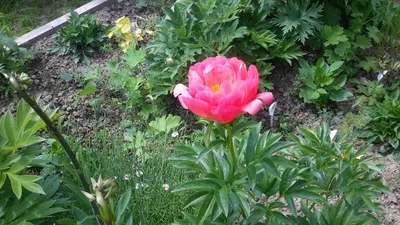 Пион Корел Суприм – Paeonia Coral Supreme