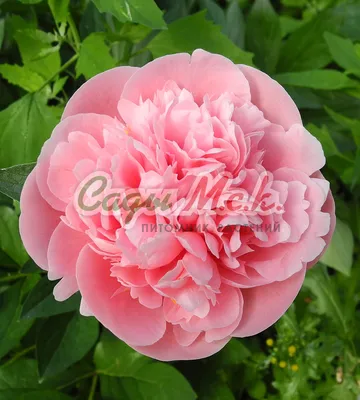 Paeonia 'Pink Hawaian Coral' - Садовые ноты