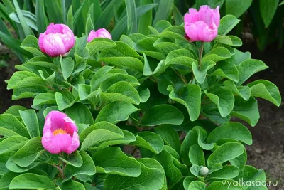 Крымский пион: цветочек аленький в саду