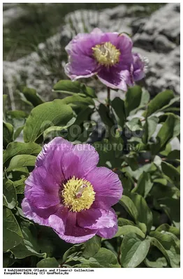 Фотография Пион крымский (Paeonia daurica) Крым, Россия | Фотобанк  ГеоФото/GeoPhoto | GetImages Group