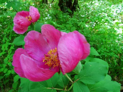 Пион крымский (Paeonia daurica) — Фото №120461