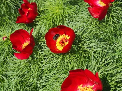 Пион узколистный (лат. Paeonia tenuifolia) СЕМЕНА 10 шт + подарок |  AliExpress