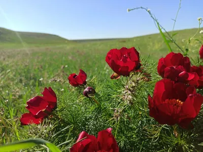 Дикие пионы в Крыму: когда цветут, где растут, фото