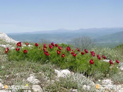 Пион узколистный, тонколистный (tenuifolia)