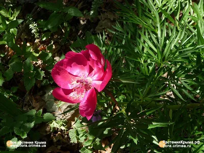 Фотография Лесные пионы, май. из раздела природа #5930172 - фото.сайт -  sight.photo