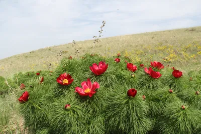 Фотоочерк - Пион крымский (Paeonia daurica). Photographer Roman Ris