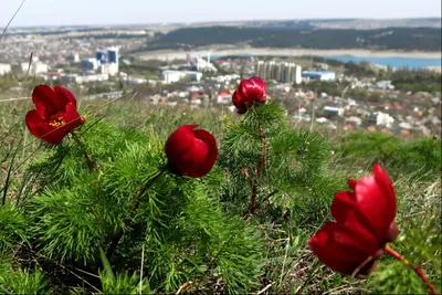 Видео: В Крыму массово зацвели краснокнижные пионы - Российская газета